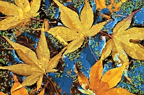 Five Yellow Floating Maple Leaves